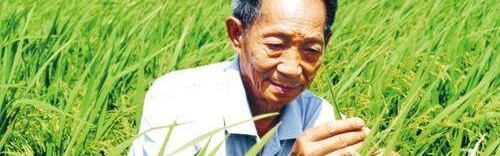 开云-“杂交水稻之父”走了，留给我们无尽的思念