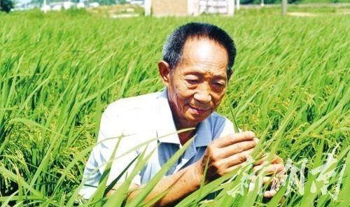 开云-“杂交水稻之父”走了，留给我们无尽的思念