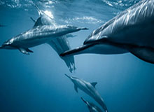 kaiyun-施罗德愿担任湖人首发控卫 詹姆斯转型无球角色？